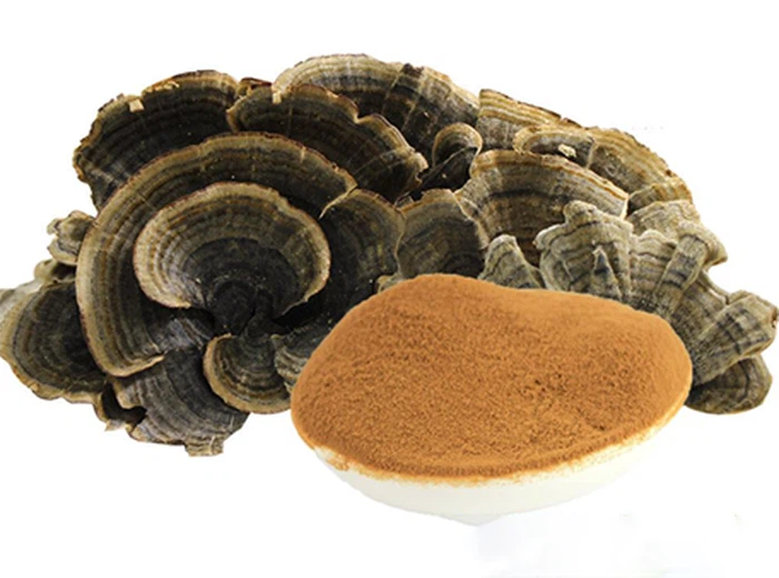 Turkey tail mushroom extract-HJHERB Turkey tail mushroom extract-HJHERB
