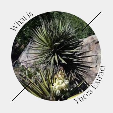 Qu’est-ce que l’extrait de yucca ?