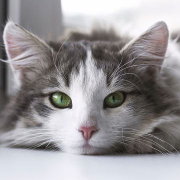 Potentiel de guérison de l’huile d’origan pour les chats