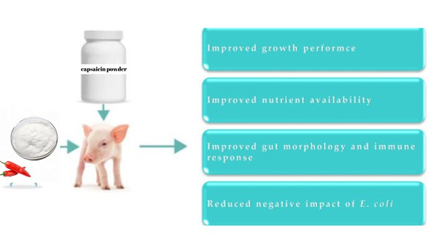 capsaicin 2 capsaicin 2