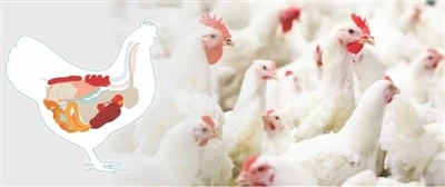 Quel est le rôle de la canthaxanthine en tant qu'additif alimentaire dans la ...