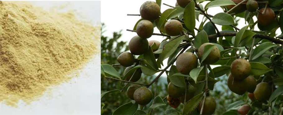 Saponine de thé comme plantes de protection par pesticide naturelles sans pro...